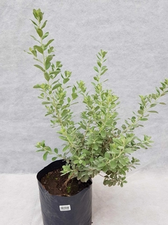 Leucophyllum Compactum - comprar online