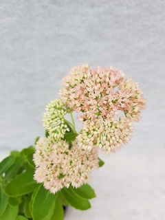 Sedum Spectabilis - tienda online