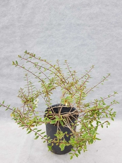 Abelia grandiflora nana variegata alba - comprar online