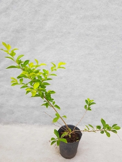 Duranta Repens Aurea - comprar online