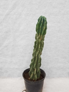 Cactus Monstruoso - comprar online