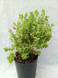 Polygala myrtifolia enana - comprar online