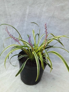 Liriope Muscari Variegata - VallsGarden