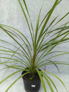 Cordyline australis - comprar online