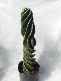 Cactus espiralado - comprar online
