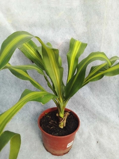 Dracena Masageana en internet