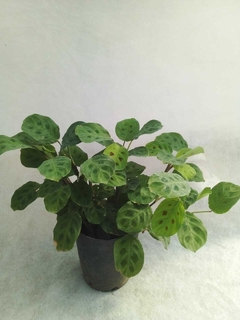 Calathea Maranta Kerchoviana - comprar online