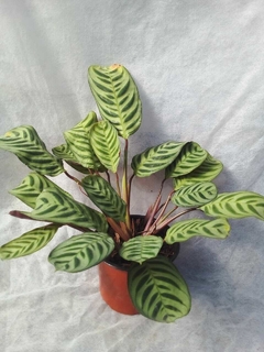 Calathea Portorriqueña - comprar online