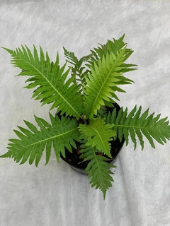 Helecho Blechnum Gibbum Helecho 'Silver Lady'