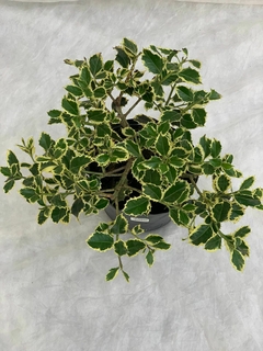 Ilex Aquifolium Argenta Marginata (muerdago) - comprar online