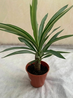 Yucca Variegada - comprar online