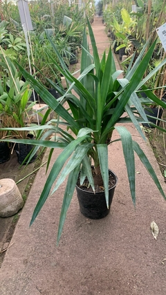 Yucca - VallsGarden