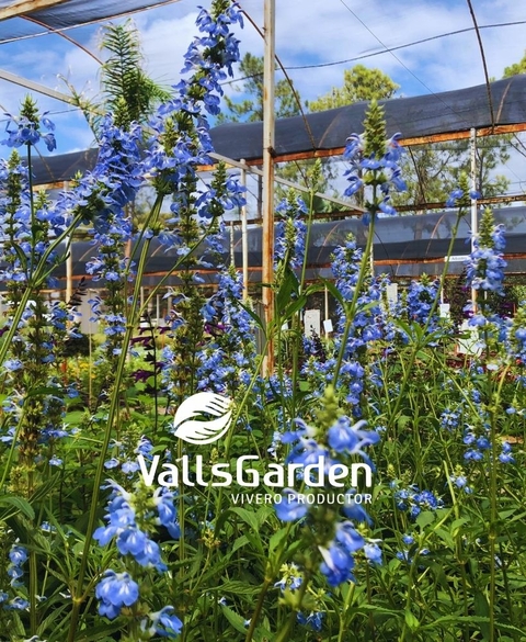 Carrusel VallsGarden