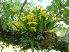 Acianthera sonderana