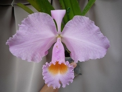 Cattleya schroederae