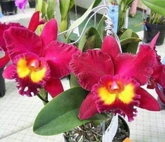 Blc. Sanyang Ruby