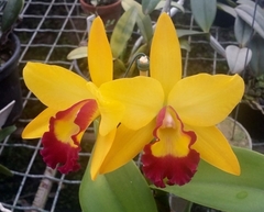 Blc. Stephen Crow