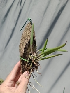 Brassavola nodosa - comprar online