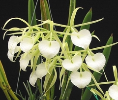 Brassavola nodosa