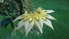 Bulbophyllum annandalei alba