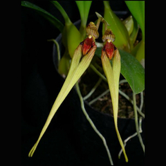 Bulbophyllum biflorum 'Yellow'