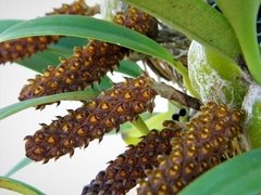 Bulbophyllum crassipes no - comprar online