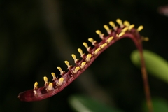 Bulbophyllum falcatum - comprar online