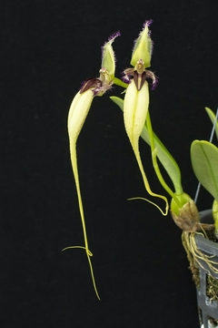 Bulbophyllum fascinator semi alba