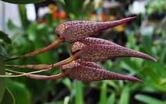 Bulbophyllum fraudulentum