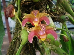Bulbophyllum lobbii 'wine'