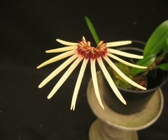 Bulbophyllum makoyanum