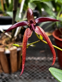 Bulbophyllum meen garuda