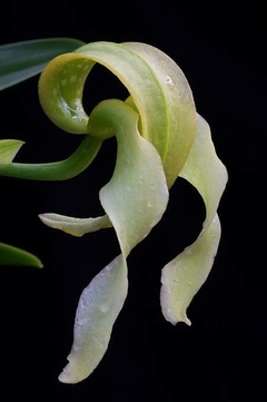 Bulbophyllum micholitzii