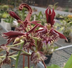 Catasetum cernuum x fimbriatum - comprar online