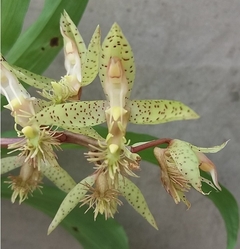 Catasetum gladiatorium