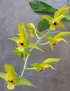 Catasetum osculatum verde