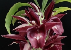 Catasetum pileatum aurantiacum' x vinaceum - comprar online