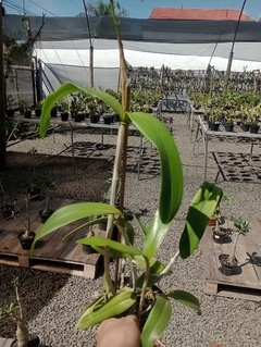 Cattleya bicolor - comprar online