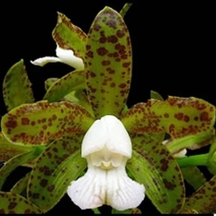 Cattleya guttata ''Cetro de Esmeralda'' x sibling