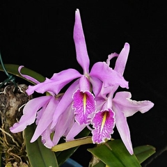 Cattleya maxima tipo