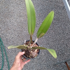 Cattleya schroederae na internet