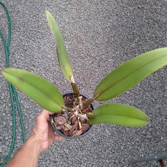 Cattleya schroederae - Orquidário Bona Flora