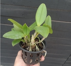 Cattleya violacea semi alba striata - comprar online