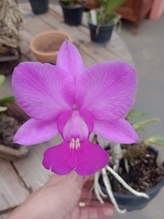 Cattleya walkeriana 'Dayane Wenzel' x 'Raquel' x 'Ivanhoé'