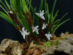 Ceratostylis philippinensis