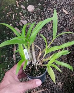 Dendrobium antenatum - comprar online