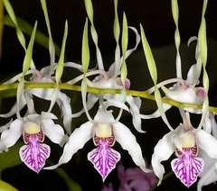 Dendrobium antenatum