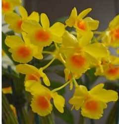 Dendrobium chrysotoxum - Placa de madeira