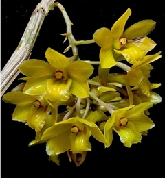 Dendrobium ionopus