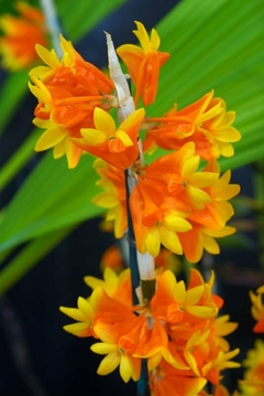 Dendrobium phlox